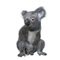 Koala sitting and looking to the side