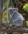 Koala sitting on a tree with blurred background Royalty Free Stock Photo