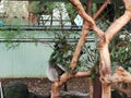 Koala sitting on a tree branch in Featherdale Sydney Wildlife Park, Sydney, Australia