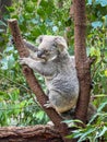 Koala sitting in a tree Royalty Free Stock Photo
