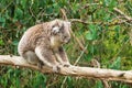 Koala sitting on a tree trunk in Koala Conservation center in Cowes, Phillip Island, Victoria, Australia Royalty Free Stock Photo