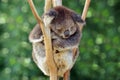 Koala sleep on an eucalyptus tree