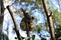 Koala in Currumbin Wildlife Sanctuary in Gold Coast