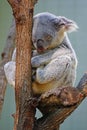 A koala sleeping on a eucalyptus gum tree in Australia Royalty Free Stock Photo