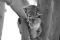 Koala sleeping on Eucalyptus tree in Australia Royalty Free Stock Photo