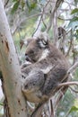 Koala sleeping in eucalyptus tree Royalty Free Stock Photo