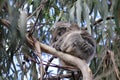 Koala sleeping in eucalyptus tree Royalty Free Stock Photo