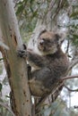 Koala sleeping in eucalyptus tree Royalty Free Stock Photo