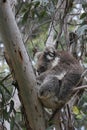 Koala sleeping in eucalyptus tree Royalty Free Stock Photo