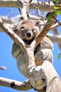Koala sleeping on a Eucalyptus tree Royalty Free Stock Photo
