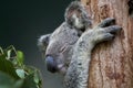 Koala sleeping in a eucalyptus tree close up Royalty Free Stock Photo