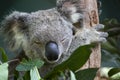 Koala sleeping in a eucalyptus tree Royalty Free Stock Photo