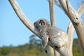 Koala sleeping in a gum tree Royalty Free Stock Photo