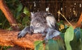 Koala sleeping on a log in Australia. Wild life Royalty Free Stock Photo