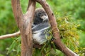 Koala sleeping in a tree Royalty Free Stock Photo