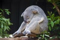 Koala sleeping on a tree , Australia