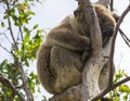Koala sleeping in tree, Great Ocean Road, Southern Victoria, Australia.