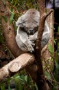 Koala Sleeping in a Tree Royalty Free Stock Photo