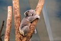 Koala sleeping on the tree