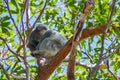 Koala sleeping in a tree