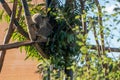Koala sleeping on a tree surrounded by greenery under sunlight with a blurry background Royalty Free Stock Photo