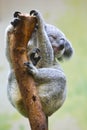 A Koala is sleeping on the trunk