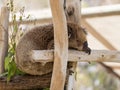 Koala sleeps on felled trees in Gan Guru kangaroo park in Kibutz Nir David, Israel