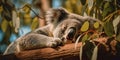 A koala snoozing in a eucalyptus tree, embodying peace and tranquility, concept of Nature's Calm, created with