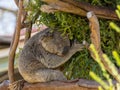 Koala is a species of marsupials that lives in Australia. Royalty Free Stock Photo