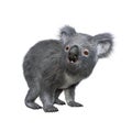 Koala standing on all fours and looking to the side