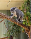 Koala in sydney zoo,australia Royalty Free Stock Photo