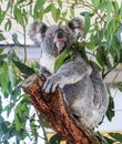 Koala in sydney zoo,australia Royalty Free Stock Photo