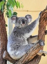 Koala in sydney zoo,australia Royalty Free Stock Photo