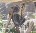 Koala in Sydney Zoo Royalty Free Stock Photo