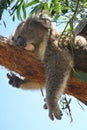 Koala takes a nap Royalty Free Stock Photo