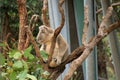 Koala at Taronga Zoo. Royalty Free Stock Photo