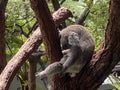 Koala, Taronga zoo, Sydney 2022 Royalty Free Stock Photo