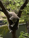 Koala, Taronga zoo, Sydney 2022