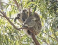 Koala at the top of an Australian gum tree. Royalty Free Stock Photo