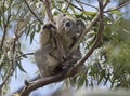 Koala at the top of an Australian gum tree. Royalty Free Stock Photo