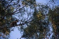 Koala on the top of a eucalypt tree Royalty Free Stock Photo