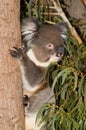 Koala On Tree