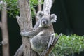 Koala in Tree Royalty Free Stock Photo