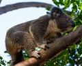 Koala on a tree, Australia Royalty Free Stock Photo
