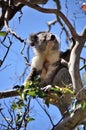 Koala on a tree branch