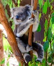 Koala on a tree Royalty Free Stock Photo