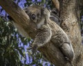 Koala in tree Royalty Free Stock Photo