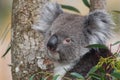 Koala in a tree looking at the camera Royalty Free Stock Photo