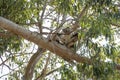 Koala in the tree relaxing and sleeping Royalty Free Stock Photo