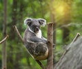 Koala on tree sunlight Royalty Free Stock Photo